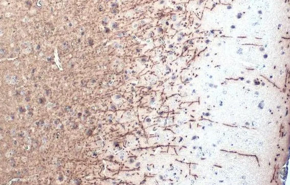 Immunohistochemistry (Formalin/PFA-fixed paraffin-embedded sections) - Anti-Myelin basic protein antibody [HL1033] - BSA and Azide free (ab313827), expandable thumbnail