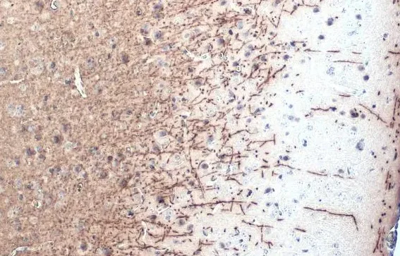 Immunohistochemistry (Formalin/PFA-fixed paraffin-embedded sections) - Anti-Myelin basic protein antibody [HL1033] - BSA and Azide free (AB313827)