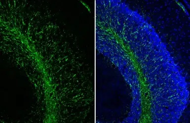Immunohistochemistry (Frozen sections) - Anti-Myelin basic protein antibody [HL1033] - BSA and Azide free (AB313827), expandable thumbnail
