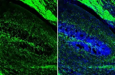Immunohistochemistry (Frozen sections) - Anti-Myelin basic protein antibody [HL1033] - BSA and Azide free (AB313827), expandable thumbnail
