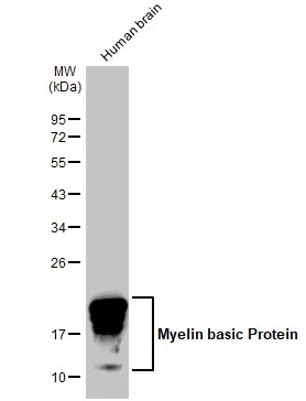 Western blot - Anti-Myelin basic protein antibody [HL1033] - BSA and Azide free (ab313827), expandable thumbnail