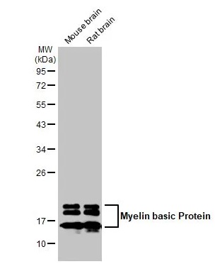 Western blot - Anti-Myelin basic protein antibody [HL1033] - BSA and Azide free (ab313827), expandable thumbnail