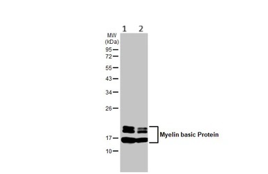 Western blot - Anti-Myelin basic protein antibody [HL1033] - BSA and Azide free (AB313827), expandable thumbnail