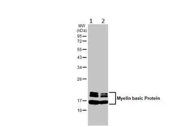 Western blot - Anti-Myelin basic protein antibody [HL1033] - BSA and Azide free (AB313827)