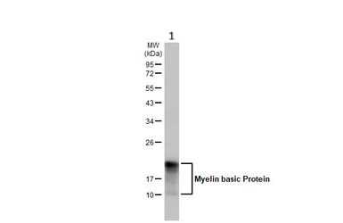 Western blot - Anti-Myelin basic protein antibody [HL1033] - BSA and Azide free (AB313827), expandable thumbnail