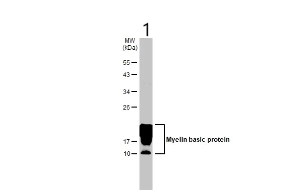 Western blot - Anti-Myelin basic protein antibody [HL1033] - BSA and Azide free (AB313827)