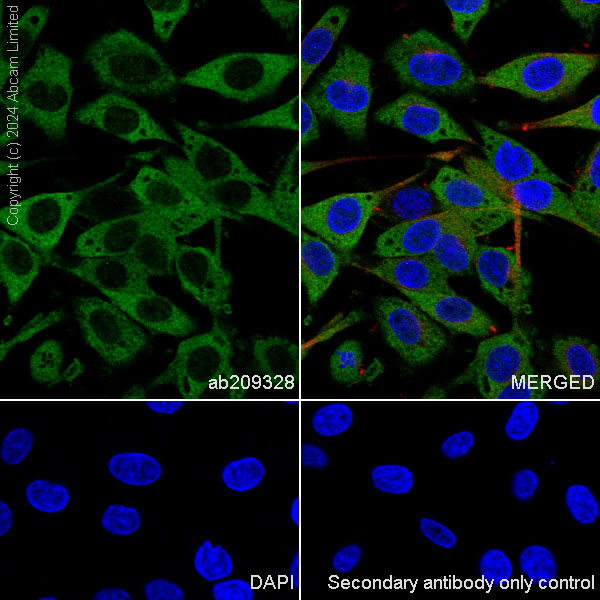 Immunocytochemistry - Anti-Myelin Basic Protein antibody [IGX3421] (ab209328), expandable thumbnail