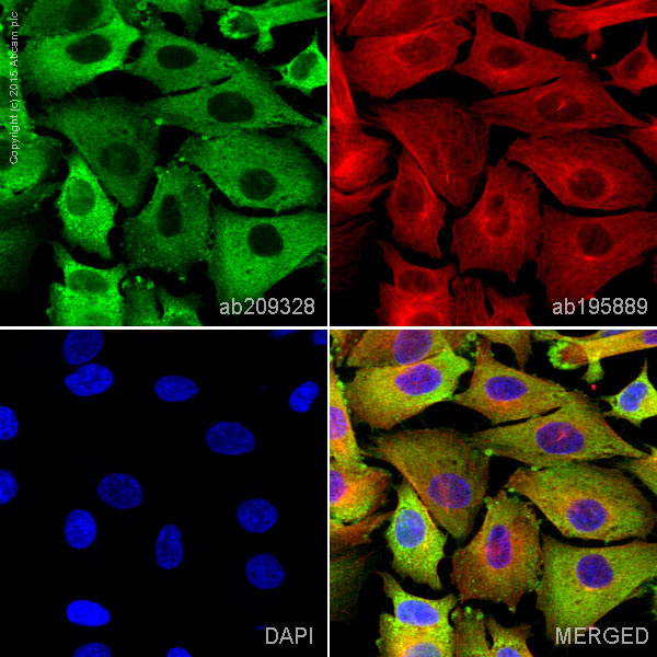 Immunocytochemistry/ Immunofluorescence - Anti-Myelin Basic Protein antibody [IGX3421] (AB209328), expandable thumbnail