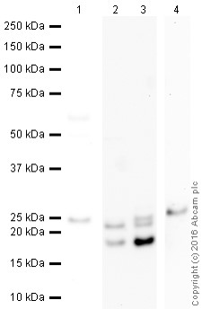 Western blot - Anti-Myelin Basic Protein antibody [IGX3421] (ab209328), expandable thumbnail