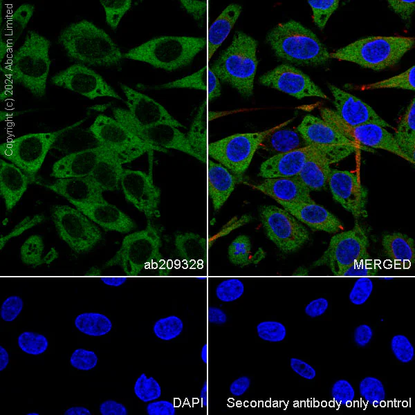 Immunocytochemistry - Anti-Myelin Basic Protein antibody [IGX3421] - BSA and Azide free (AB325974)