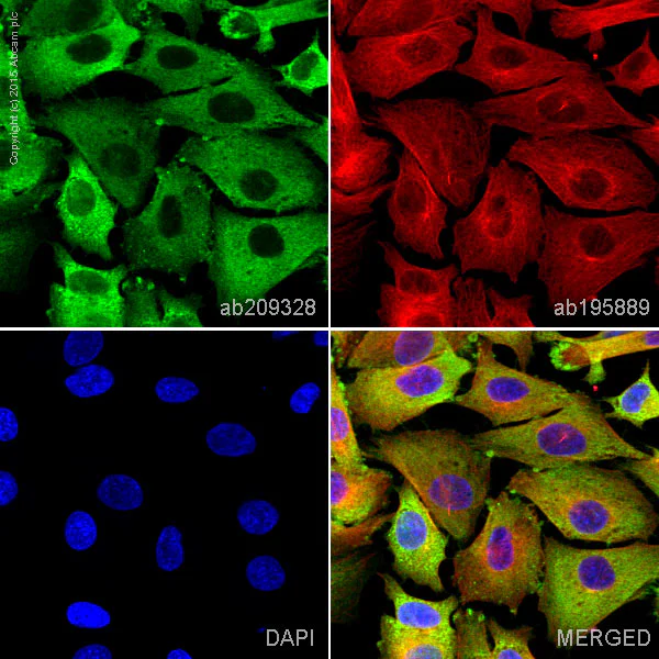 Immunocytochemistry/ Immunofluorescence - Anti-Myelin Basic Protein antibody [IGX3421] - BSA and Azide free (AB325974)