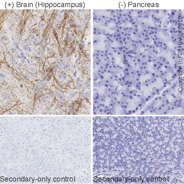 Immunohistochemistry (Formalin/PFA-fixed paraffin-embedded sections) - Anti-Myelin Basic Protein antibody [IGX3421] - BSA and Azide free (AB325974)