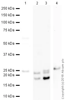 Western blot - Anti-Myelin Basic Protein antibody [IGX3421] - BSA and Azide free (AB325974)
