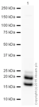 Western blot - Anti-Myelin Basic Protein antibody [IGX3421] - BSA and Azide free (AB325974)