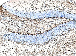 Immunohistochemistry (Formalin/PFA-fixed paraffin-embedded sections) - Anti-Myelin Basic Protein antibody [IGX3421R-1] - Oligodendrocyte Marker (AB216668)