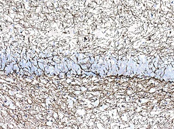 Immunohistochemistry (Formalin/PFA-fixed paraffin-embedded sections) - Anti-Myelin Basic Protein antibody [IGX3421R-1] - Oligodendrocyte Marker (AB216668)