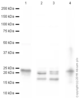 Western blot - Anti-Myelin Basic Protein antibody [IGX3421R-1] - Oligodendrocyte Marker (AB216668)