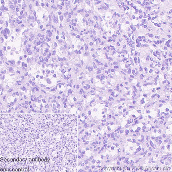 Immunohistochemistry (Formalin/PFA-fixed paraffin-embedded sections) - Anti-Myelin Basic Protein antibody [MBP2] - BSA and Azide free (AB277126)