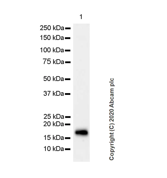 Western blot - Anti-Myelin Basic Protein antibody [MBP2] - BSA and Azide free (AB277126)