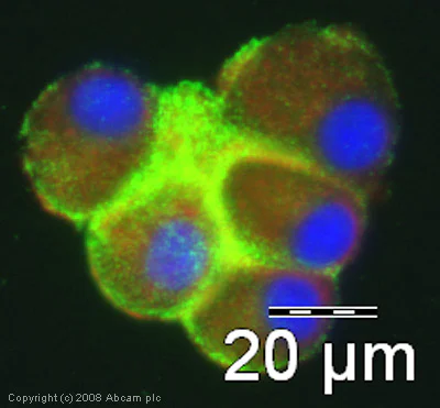 Immunocytochemistry - Anti-Myelin Basic Protein antibody - Oligodendrocyte Marker (AB40390)
