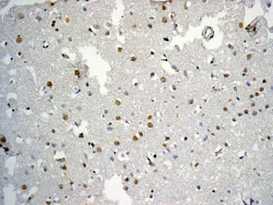 Immunohistochemistry (Formalin/PFA-fixed paraffin-embedded sections) - Anti-Myelin expression factor 2 antibody [EPR10774(B)] (AB170946)