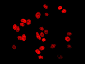 Immunocytochemistry/ Immunofluorescence - Anti-Myelin expression factor 2 antibody [EPR10774(B)] - BSA and Azide free (AB249614)