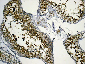 Immunohistochemistry (Formalin/PFA-fixed paraffin-embedded sections) - Anti-Myelin expression factor 2 antibody [EPR10774(B)] - BSA and Azide free (AB249614)