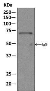 Immunoprecipitation - Anti-Myelin expression factor 2 antibody [EPR10774(B)] - BSA and Azide free (AB249614)