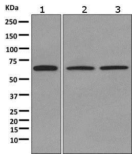 Western blot - Anti-Myelin expression factor 2 antibody [EPR10774(B)] - BSA and Azide free (AB249614)