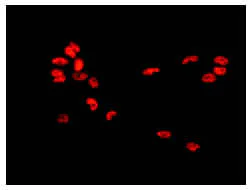 Immunocytochemistry/ Immunofluorescence - Anti-Myelin expression factor 2 antibody [EPR10775(B)] - BSA and Azide free (AB249911)