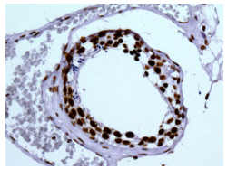 Immunohistochemistry (Formalin/PFA-fixed paraffin-embedded sections) - Anti-Myelin expression factor 2 antibody [EPR10775(B)] - BSA and Azide free (AB249911), expandable thumbnail
