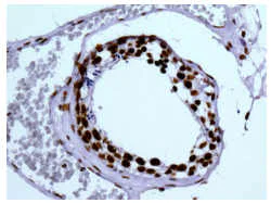 Immunohistochemistry (Formalin/PFA-fixed paraffin-embedded sections) - Anti-Myelin expression factor 2 antibody [EPR10775(B)] - BSA and Azide free (AB249911)