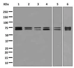 Western blot - Anti-Myelin expression factor 2 antibody [EPR10775(B)] - BSA and Azide free (AB249911)