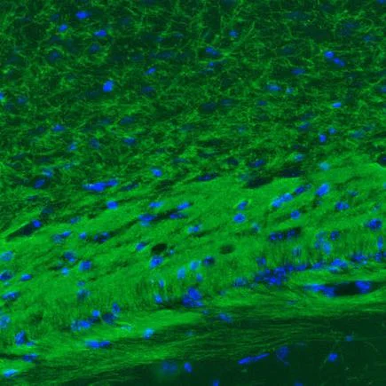 Immunohistochemistry (Formalin/PFA-fixed paraffin-embedded sections) - Anti-Myelin oligodendrocyte glycoprotein antibody [CL2852] - Oligodendrocyte Marker (AB243034)