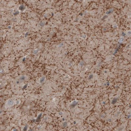 Immunohistochemistry (Formalin/PFA-fixed paraffin-embedded sections) - Anti-Myelin oligodendrocyte glycoprotein antibody [CL2852] - Oligodendrocyte Marker (AB243034)