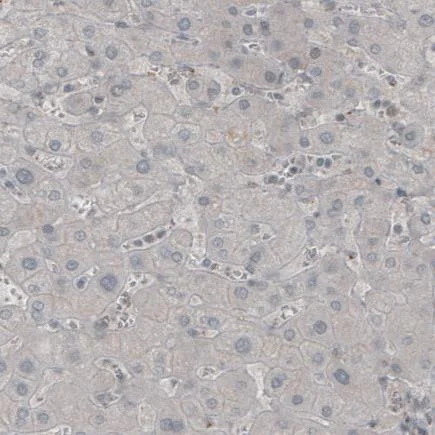 Immunohistochemistry (Formalin/PFA-fixed paraffin-embedded sections) - Anti-Myelin oligodendrocyte glycoprotein antibody [CL2852] - Oligodendrocyte Marker (AB243034)