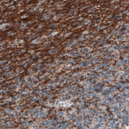 Immunohistochemistry (Formalin/PFA-fixed paraffin-embedded sections) - Anti-Myelin oligodendrocyte glycoprotein antibody [CL2852] - Oligodendrocyte Marker (AB243034)