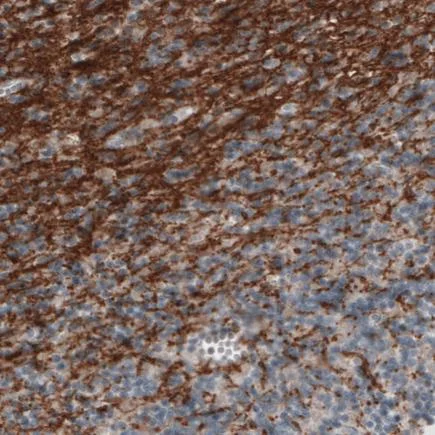 Immunohistochemistry (Formalin/PFA-fixed paraffin-embedded sections) - Anti-Myelin oligodendrocyte glycoprotein antibody [CL2852] - Oligodendrocyte Marker (AB243034)