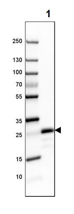 Western blot - Anti-Myelin oligodendrocyte glycoprotein antibody [CL2858] (ab242374), expandable thumbnail