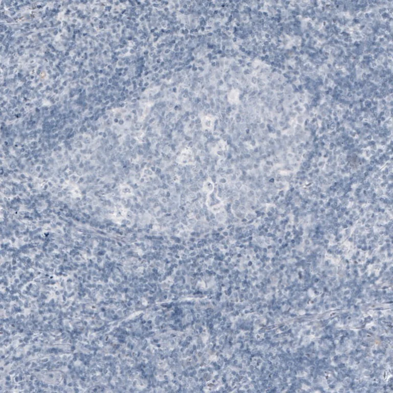 Immunohistochemistry (Formalin/PFA-fixed paraffin-embedded sections) - Anti-Myelin oligodendrocyte glycoprotein antibody [CL2858] - Oligodendrocyte Marker (AB242374)