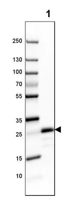 Western blot - Anti-Myelin oligodendrocyte glycoprotein antibody [CL2858] - Oligodendrocyte Marker (AB242374)
