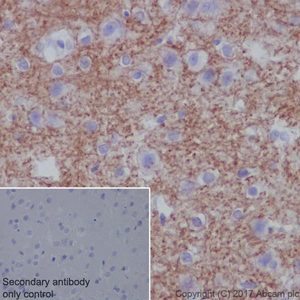 Immunohistochemistry (Formalin/PFA-fixed paraffin-embedded sections) - Anti-Myelin oligodendrocyte glycoprotein antibody [EP4281] - BSA and Azide free (AB233025)