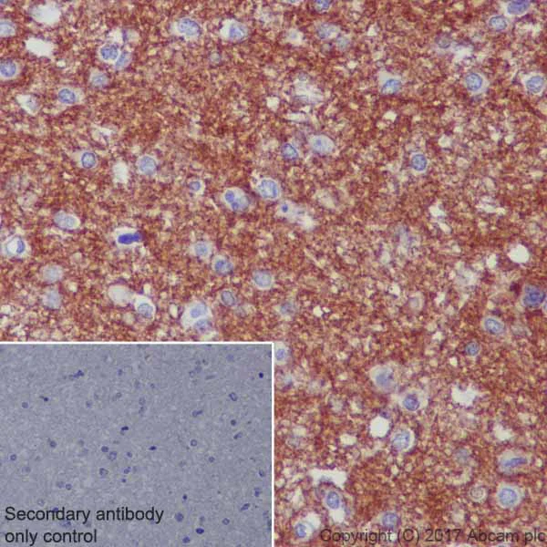 Immunohistochemistry (Formalin/PFA-fixed paraffin-embedded sections) - Anti-Myelin oligodendrocyte glycoprotein antibody [EP4281] - BSA and Azide free (AB233025)