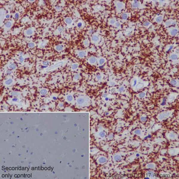 Immunohistochemistry (Formalin/PFA-fixed paraffin-embedded sections) - Anti-Myelin oligodendrocyte glycoprotein antibody [EP4281] - BSA and Azide free (AB233025)