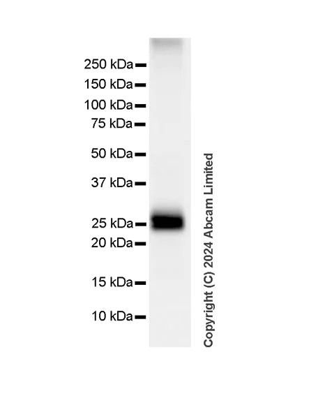 Western blot - Anti-Myelin oligodendrocyte glycoprotein antibody [EP4281] - BSA and Azide free (AB233025)