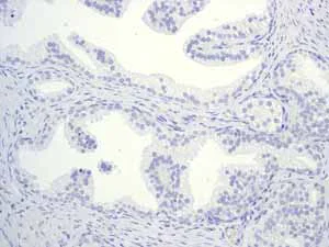 Immunohistochemistry (Formalin/PFA-fixed paraffin-embedded sections) - Anti-Myelin oligodendrocyte glycoprotein antibody [EP4281] - Oligodendrocyte Marker (AB109746)
