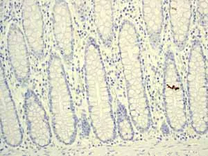 Immunohistochemistry (Formalin/PFA-fixed paraffin-embedded sections) - Anti-Myelin oligodendrocyte glycoprotein antibody [EP4281] - Oligodendrocyte Marker (AB109746)