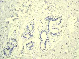Immunohistochemistry (Formalin/PFA-fixed paraffin-embedded sections) - Anti-Myelin oligodendrocyte glycoprotein antibody [EP4281] - Oligodendrocyte Marker (AB109746)
