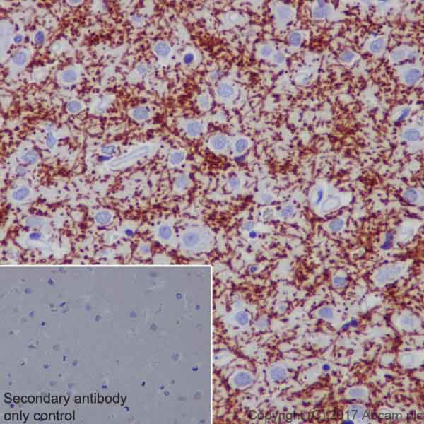 Immunohistochemistry (Formalin/PFA-fixed paraffin-embedded sections) - Anti-Myelin oligodendrocyte glycoprotein antibody [EP4281] - Oligodendrocyte Marker (AB109746)