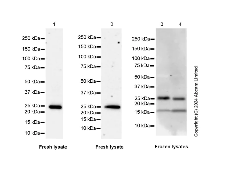 Western blot - Anti-Myelin oligodendrocyte glycoprotein antibody [EP4281] - Oligodendrocyte Marker (AB109746)